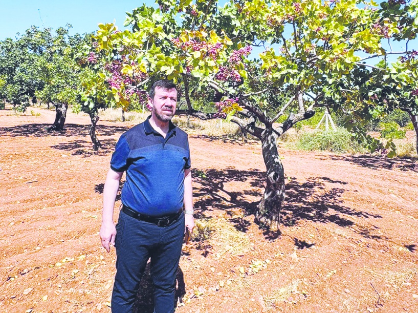 ANTEP FISTIĞI YEŞİL ALTINDI… Ama artık bırakın altını, bakır bile değil