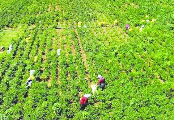 Maraş biberinde 30 bin ton rekolte bekleniyor