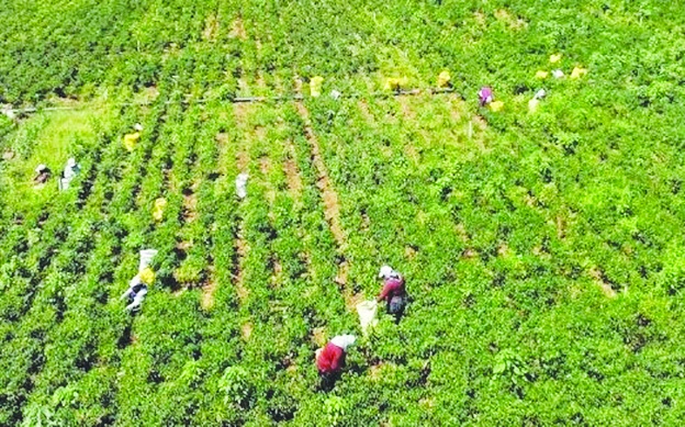 Maraş biberinde 30 bin ton rekolte bekleniyor