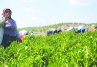 Kilis’te biler hasadı başladı