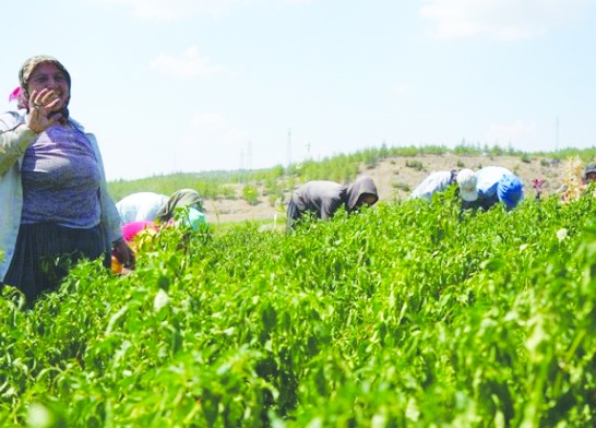Kilis’te biler hasadı başladı