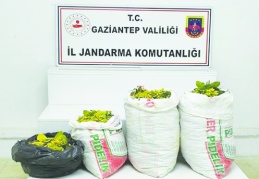 350 kilo fıstık satan hırsızlar yakalandı