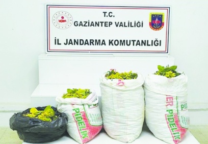 350 kilo fıstık satan hırsızlar yakalandı