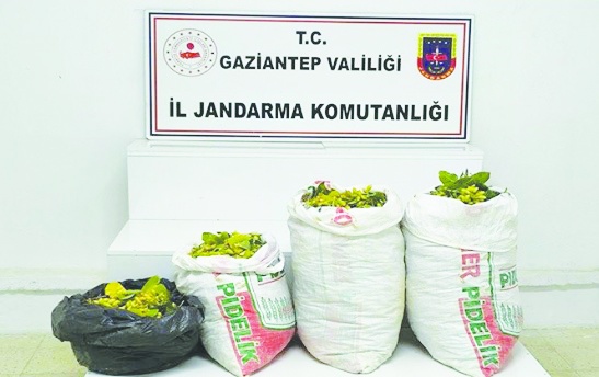 350 kilo fıstık satan hırsızlar yakalandı