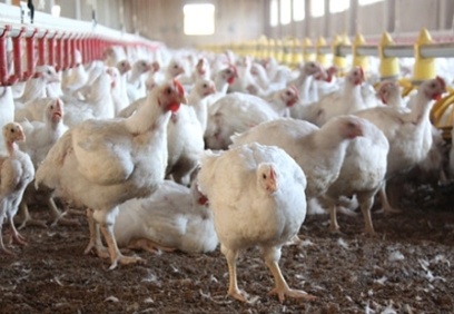 Tavuk fiyatlarına zam yolda!