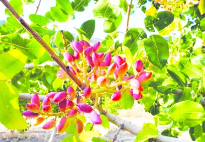 Manisa'da da fıstıkta hasat dönemi başladı