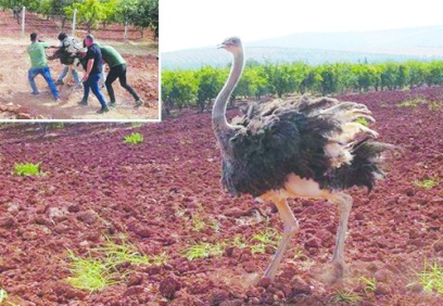 Suriye'den Kilis'e geçen deve kuşu kıskıvrak yakalandı!
