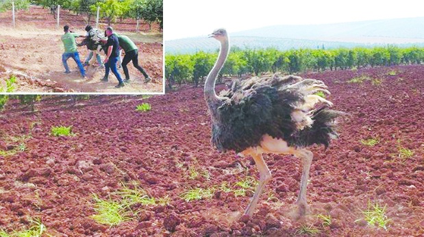 Suriye'den Kilis'e geçen deve kuşu kıskıvrak yakalandı!