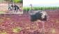 Suriye'den Kilis'e geçen deve kuşu kıskıvrak yakalandı!
