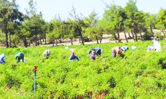 Kilis'te biber hasadı ve kurutma işlemleri sürüyor