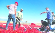 GAFSAD, biberin yolculuğunu fotoğrafladı