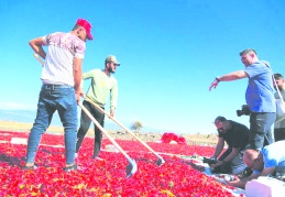 GAFSAD, biberin yolculuğunu fotoğrafladı