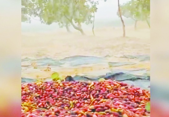 Fıstıklar sular altında kaldı