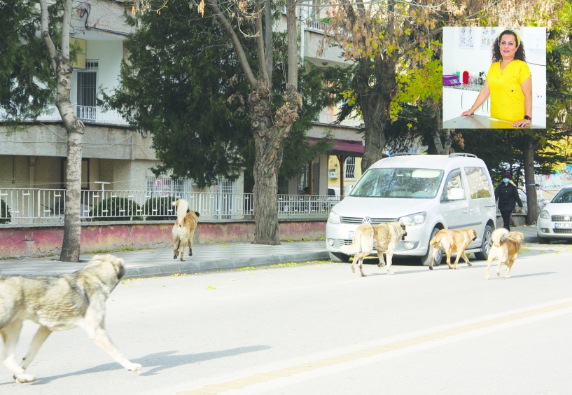 Sokak ve kırsalda hayvanlara  kuduz aşısı yapılmalı