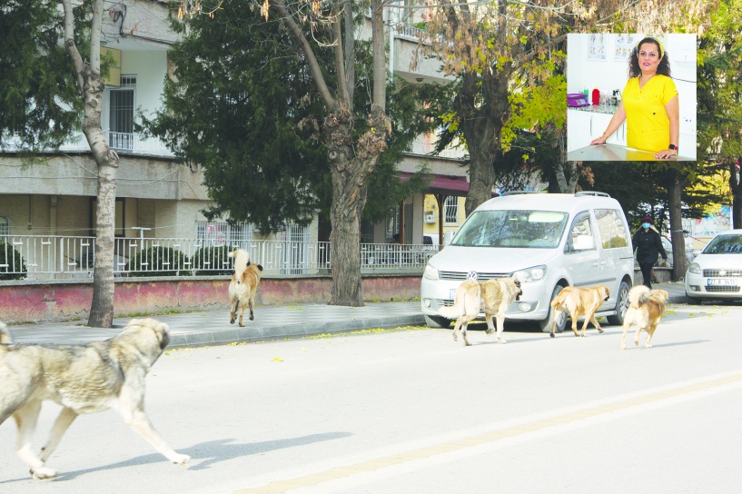 Sokak ve kırsalda hayvanlara  kuduz aşısı yapılmalı