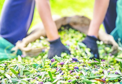 Soğuk sıkım için erken hasat yapılıyor