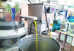 Tüccar, zeytinyağını ucuza almaya çalışıyor