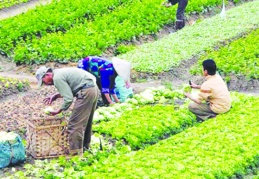 Tarımsal temel girdi ve ürünlerde dışarıya bağımlılık büyük sorun