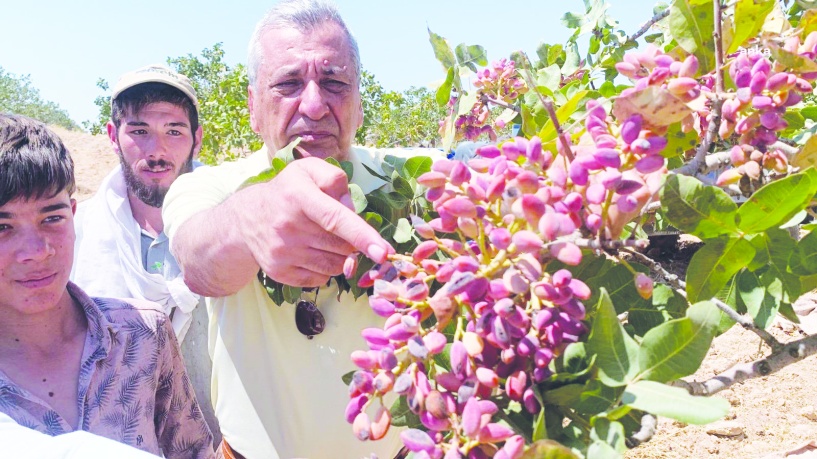 Dünyanın gözbebeği Antepfıstığı üreticisinin boynunu büküyor