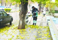 Yaprak temizleme mesaisi başladı