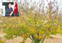 Küresel iklim krizi kiraz  ağaçlarını kurutmaya başlattı