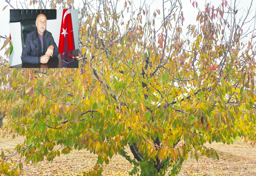 Küresel iklim krizi kiraz  ağaçlarını kurutmaya başlattı