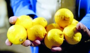 Türkiye'de 'pestisitli limon' krizi, tüm limonlar gümrükten döndü