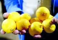 Türkiye'de 'pestisitli limon' krizi, tüm limonlar gümrükten döndü