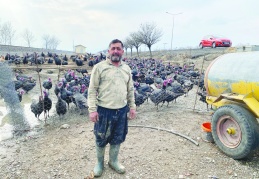 Yılbaşı hindisi Türkoğlu’ndan alınıyor
