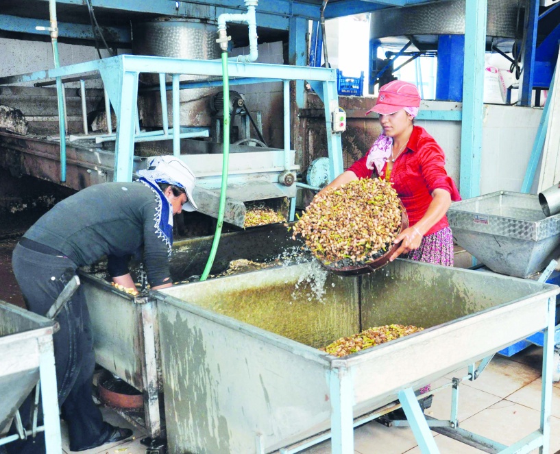 Aflatoksin tehdidi sandığınızdan daha büyük: 'Kanser' alarmı!