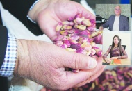 Fıstık üreticisi, teknik destekte kaderine terkedilmiş durumda