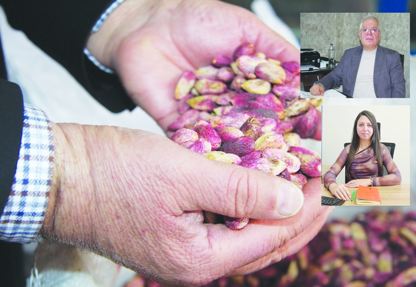 Fıstık üreticisi, teknik destekte  kaderine terkedilmiş durumda