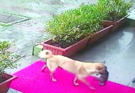İstanbul'da bir köpekten, yavrusunu çöpe bırakanlara insanlık dersi: Ölmek üzere olan yavrusunu veteriner kliniğine getirdi