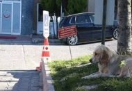 Hayvanlar hastane bahçelerine sığınamayacak