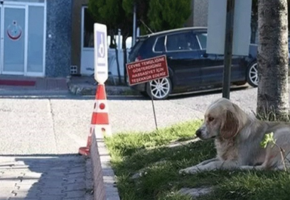 Hayvanlar hastane bahçelerine sığınamayacak