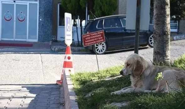 Hayvanlar hastane bahçelerine sığınamayacak