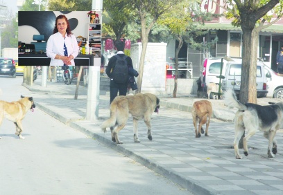 Yetkili makamlar, hayvan hakları  konusunda etkin adımlar atmalı