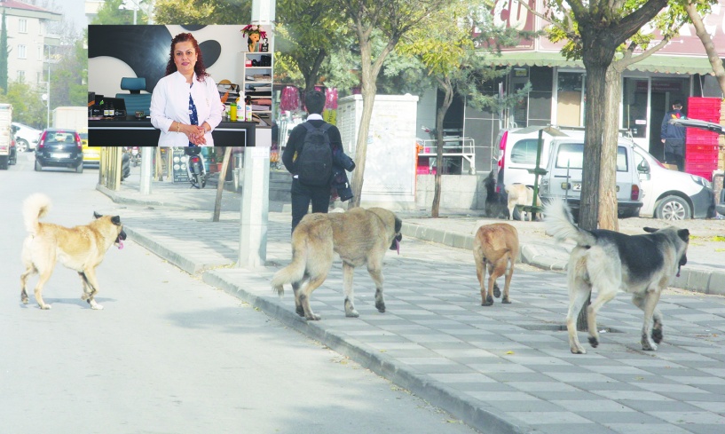 Yetkili makamlar, hayvan hakları  konusunda etkin adımlar atmalı