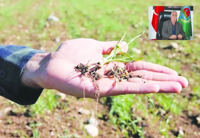 Bundan sonra yağış olsa bile  hububatta rekolte yüzde 50 düştü