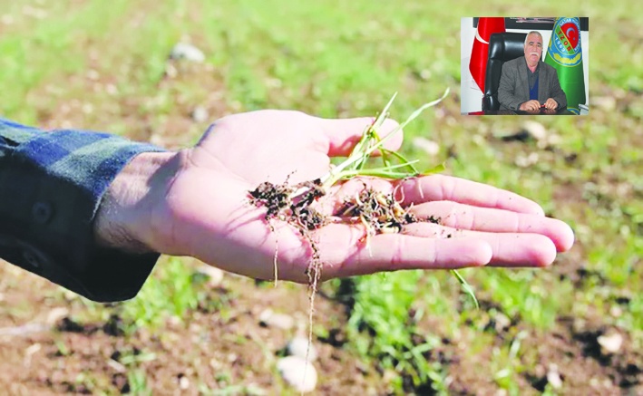 Bundan sonra yağış olsa bile  hububatta rekolte yüzde 50 düştü