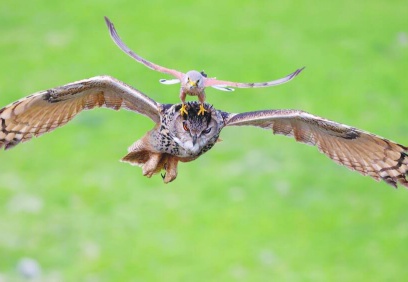 Türkiye’nin 1623 kuşu fotoğraflarda hayat buldu