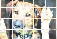 Köpekleri toplayıp bakımevi yapmayan belediyelere ceza uygulanacak