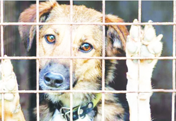 Köpekleri toplayıp bakımevi yapmayan belediyelere ceza uygulanacak