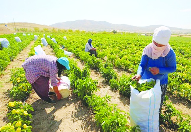 Tarımda üretici fiyatları yüzde 2,7 arttı