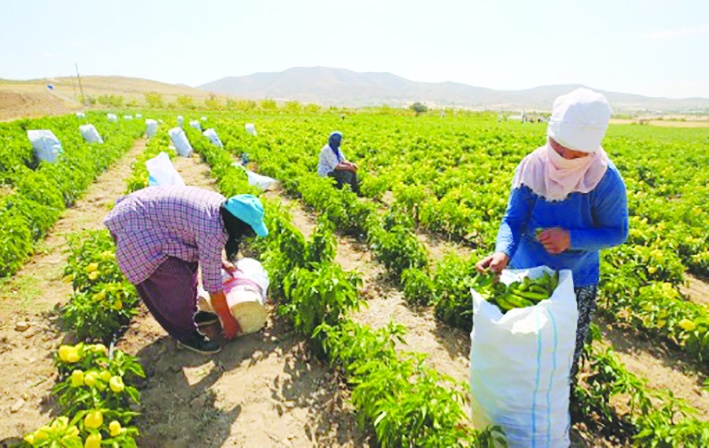 Tarımda üretici fiyatları yüzde 2,7 arttı