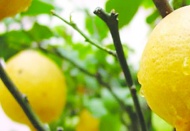 Limon ihracatı durduruldu