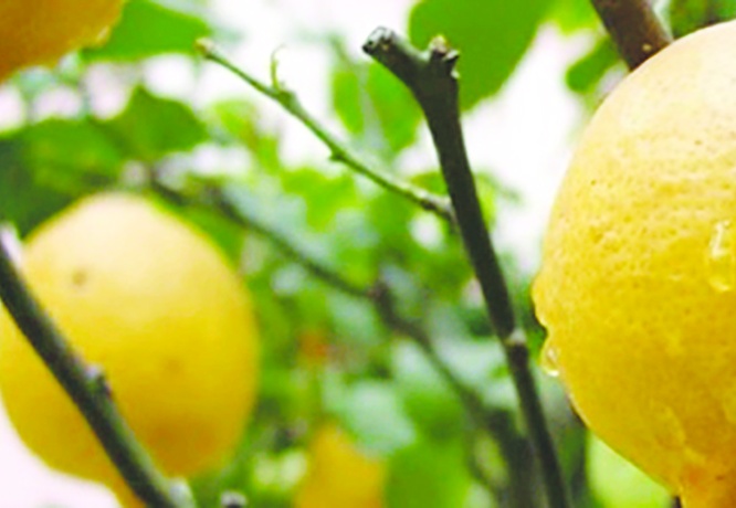 Limon ihracatı durduruldu