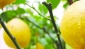 Limon ihracatı durduruldu