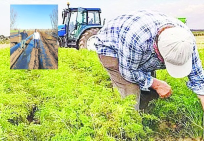 Çiftçi, elektrik şartelini açmaya korkar hale geldi