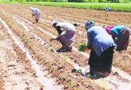 Çiftçinin bankalarına olan  borcu faizsiz ertelenmeli